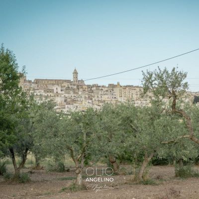 Olio Angelino produzione e vendita olio EVO a Minervino Murge